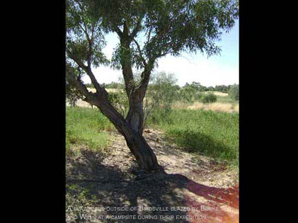 A blaze tree outside of Birdsville blazed by Burke and Wills at a campsite during their expedition.