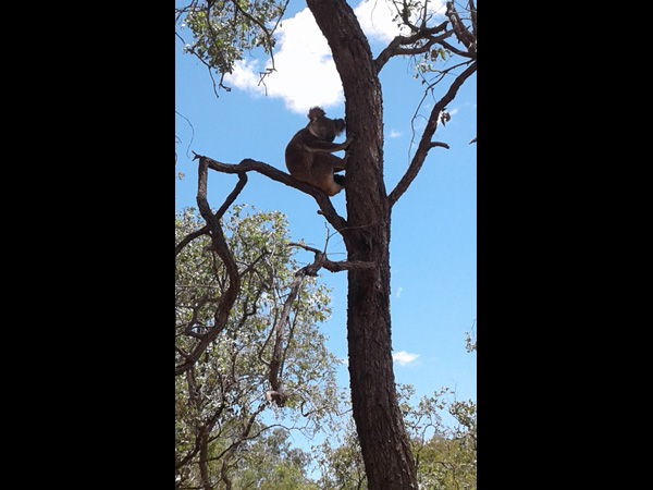 Some local wildlife near the site.
